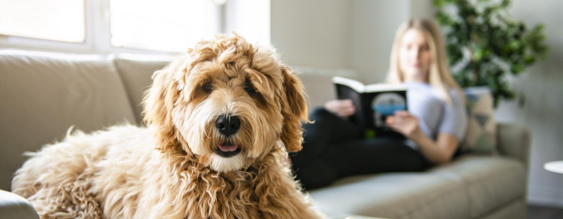 a dog lying on the sofa